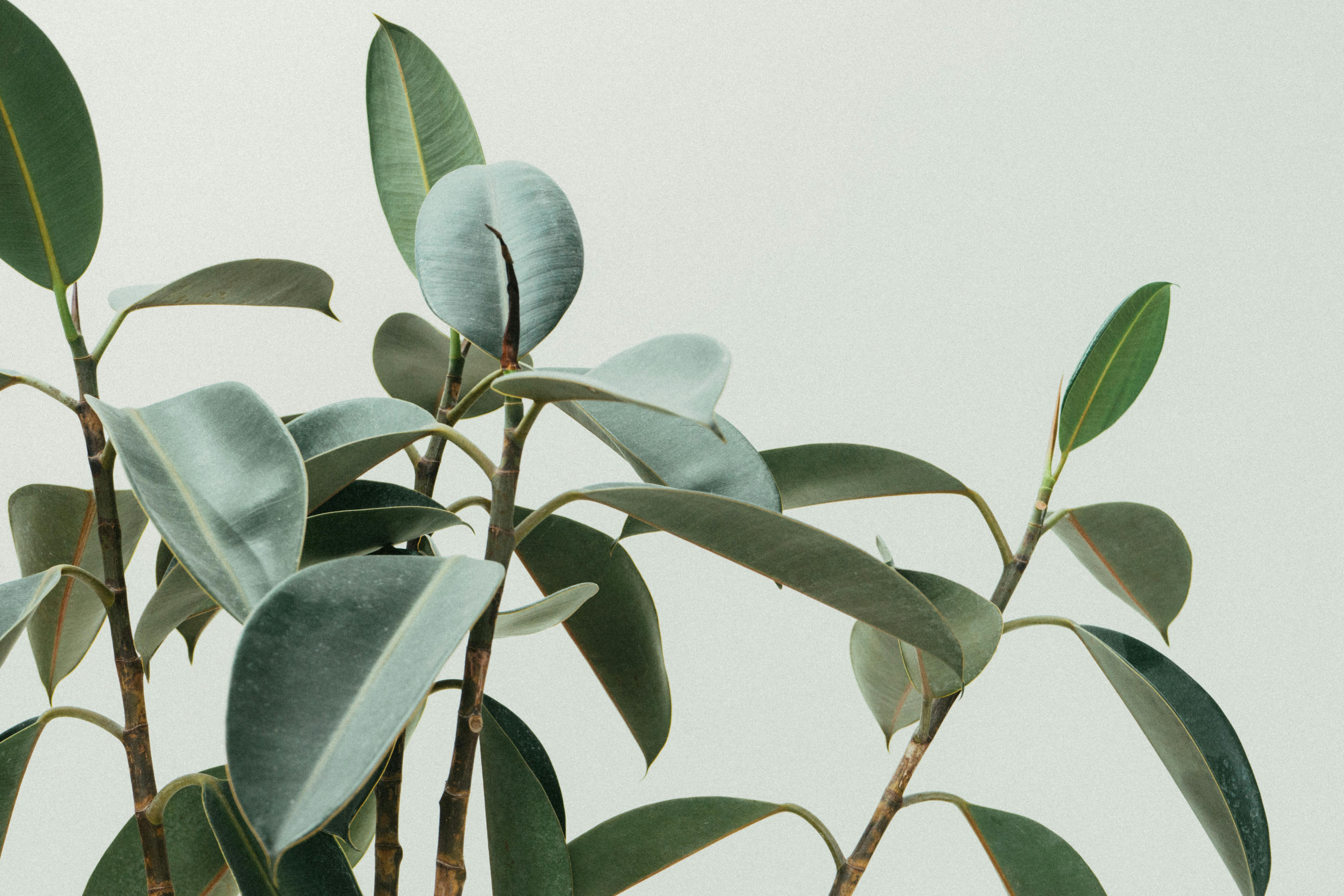 leaves